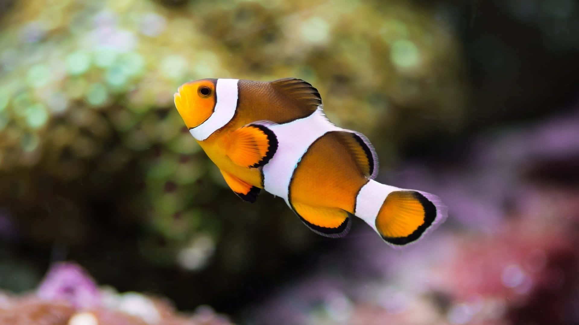 A Bright And Colorful Clownfish In Its Natural Habitat Wallpaper