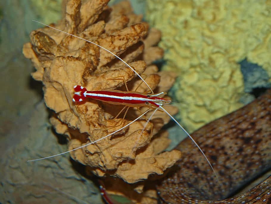 A Brightly Colored Cleaner Shrimp In Its Natural Underwater Habitat Wallpaper