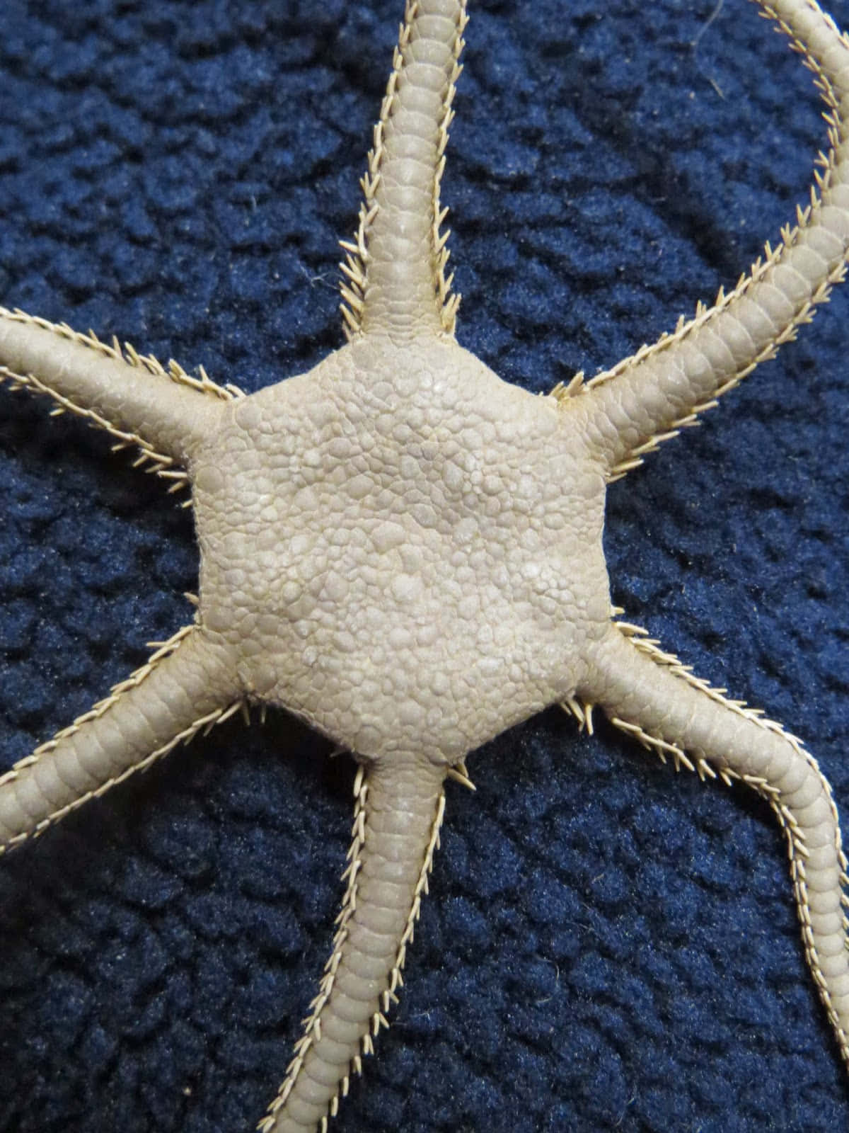 A Brittle Star Fish Spreading Its Arms In The Deep Sea Wallpaper