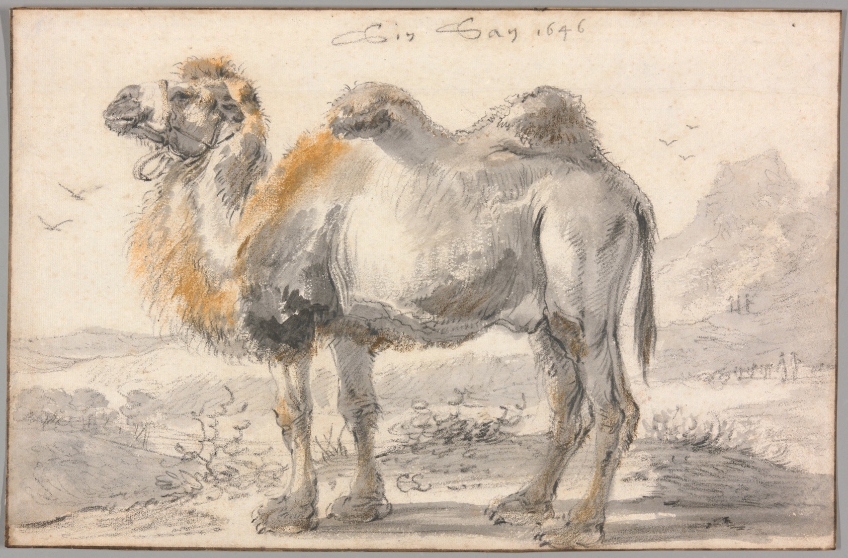 A Camel Wallpaper