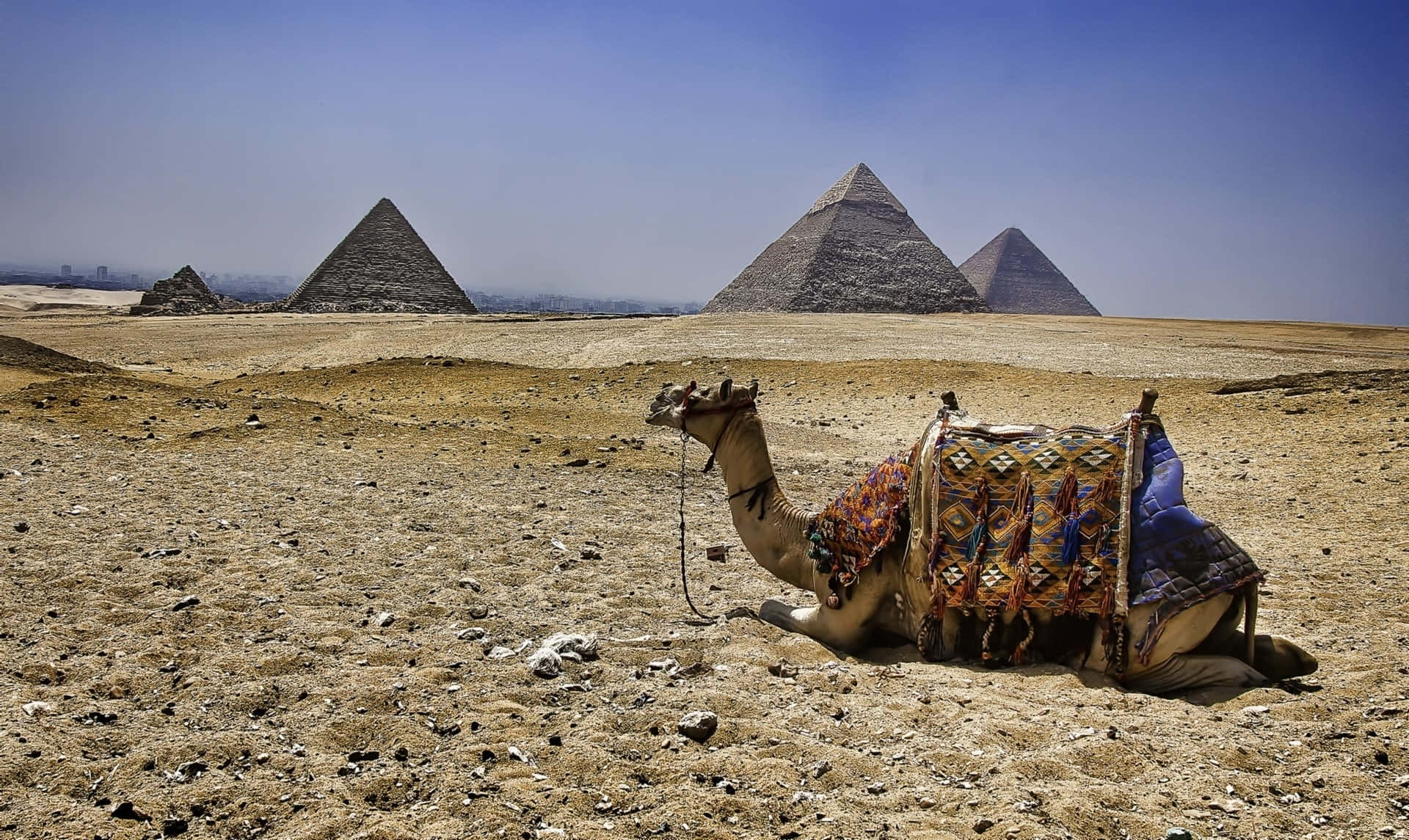 A Camel With Giza Pyramids Wallpaper