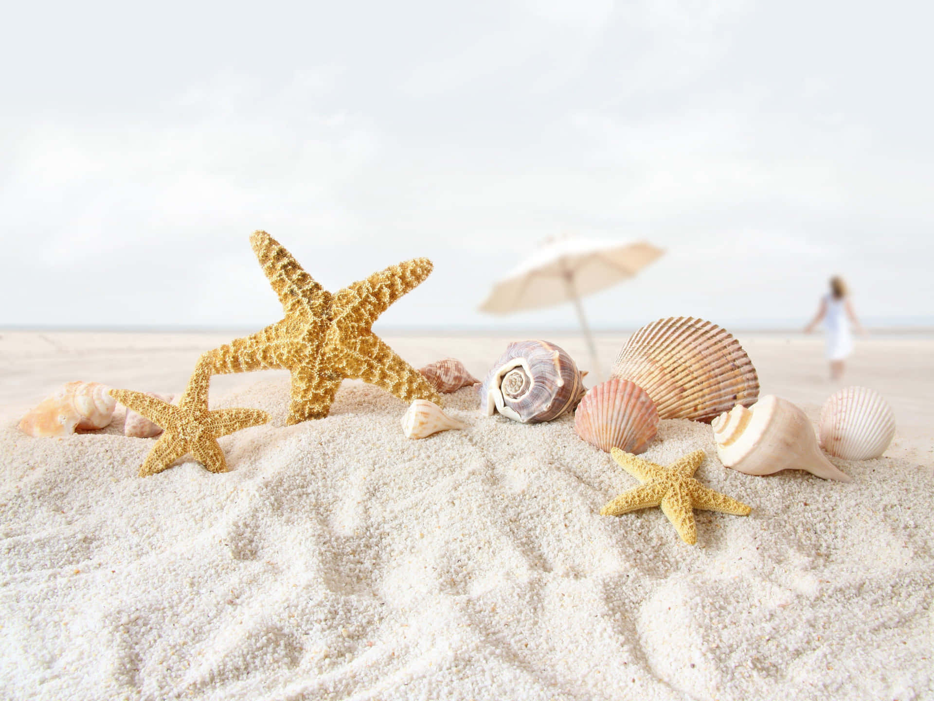 A Captivating Close-up Of A Seashell On The Beach.