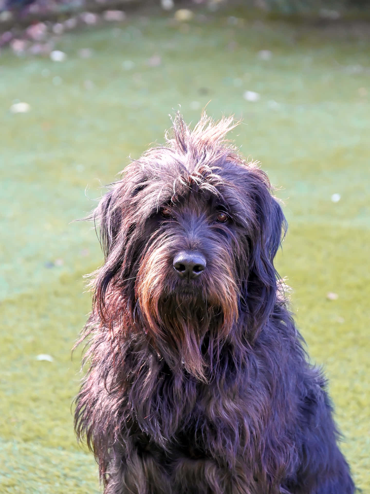 Een Boeiende Close-up Van Een Harige Hond Achtergrond