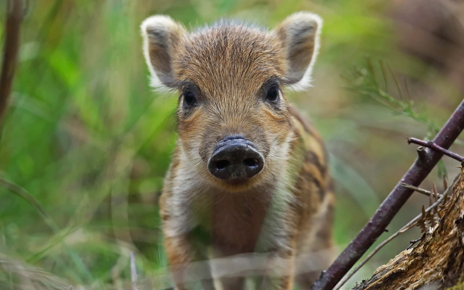 A Charming Cute Piggy Enjoying Nature