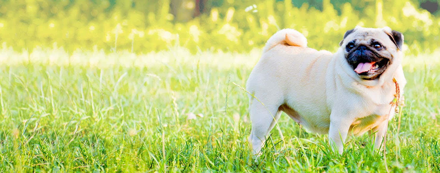 A Cheerful Country Dog Enjoying Nature Wallpaper
