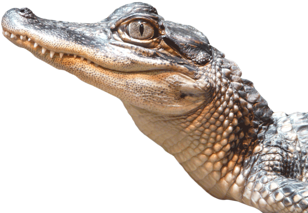 A Close Up Of A Reptile PNG