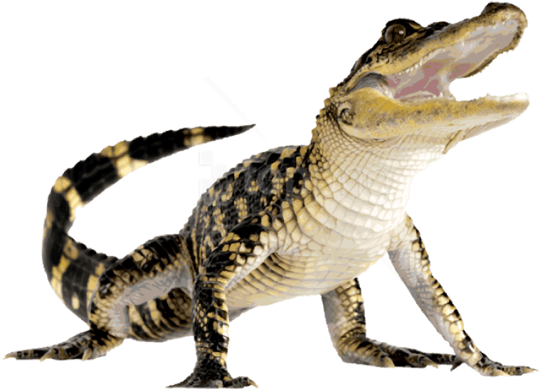 A Close Up Of A Reptile PNG