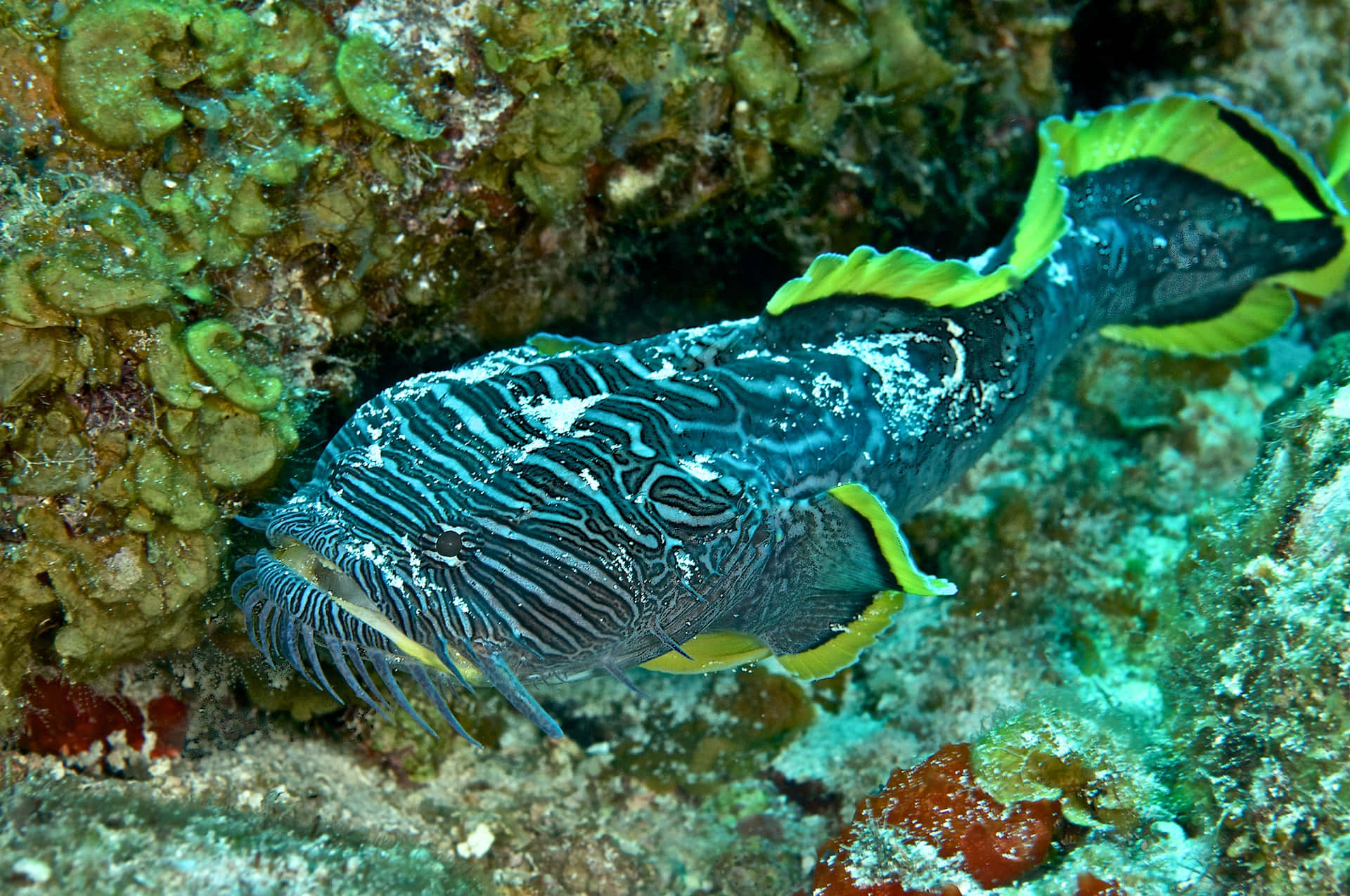 A Close-up Of A Toadfish In Its Natural Habitat Wallpaper