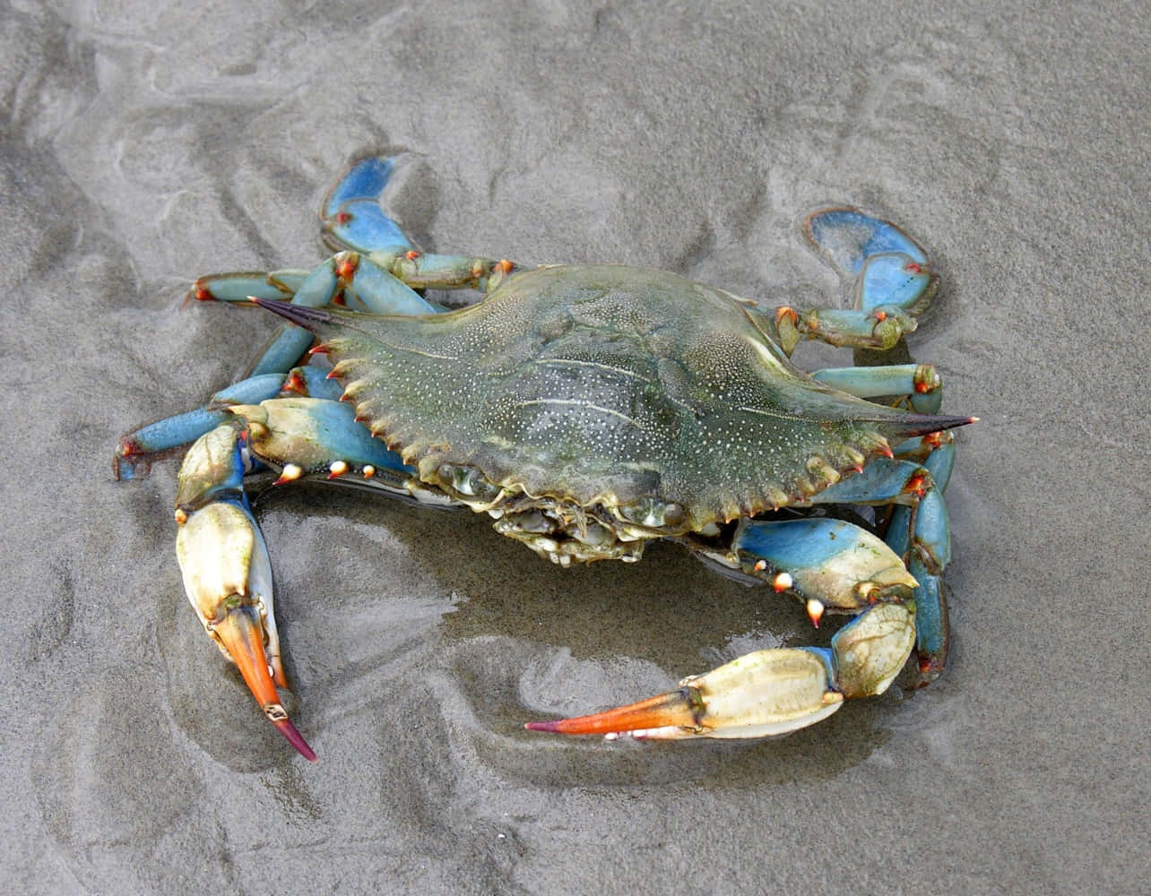 Een Close-up Van Een Schitterende Blauwe Krab Die Zijn Levendige Details Onthult Achtergrond