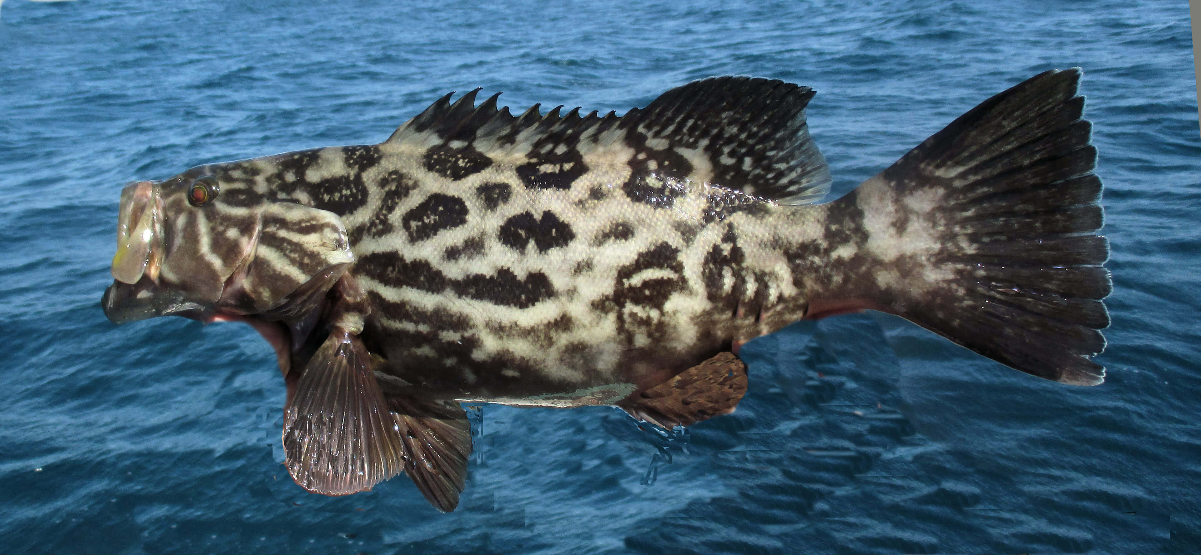 A Close-up Shot Of A Vibrant Grouper Swimming In The Marine World. Wallpaper