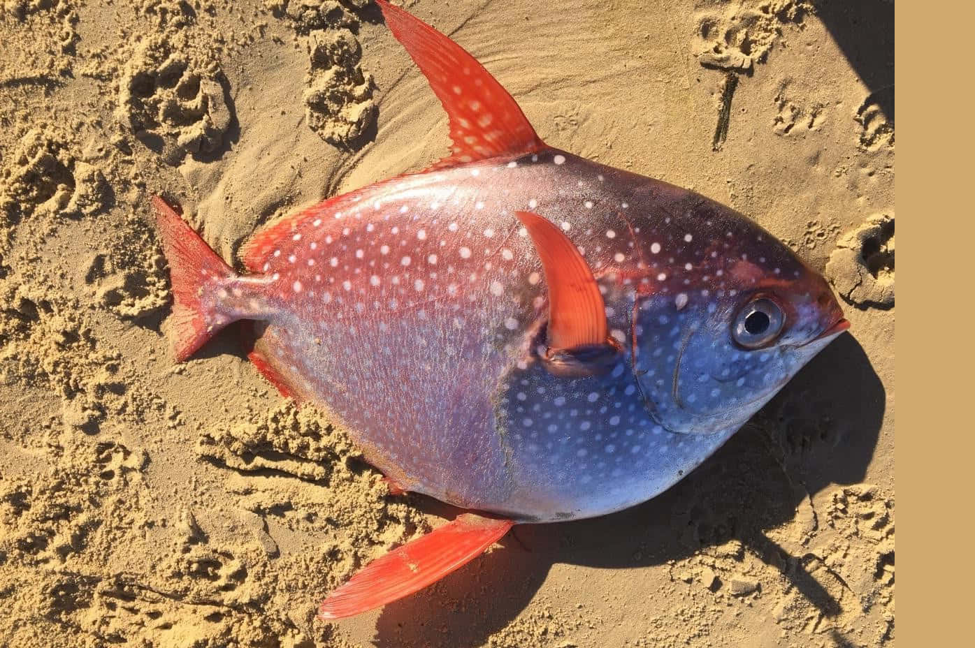 Een Close-up Opname Van Een Exquisite Opah Vis In Zijn Briljant Gekleurde Natuurlijke Habitat. Achtergrond