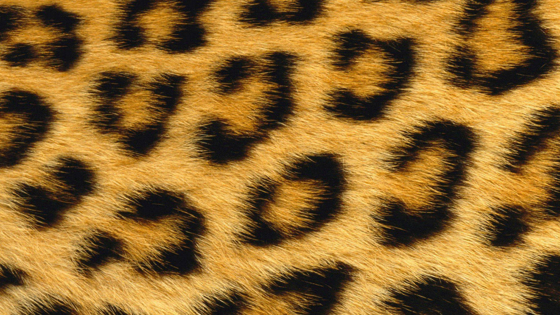 A Close-up Shot Of Textured Animal Fur Wallpaper