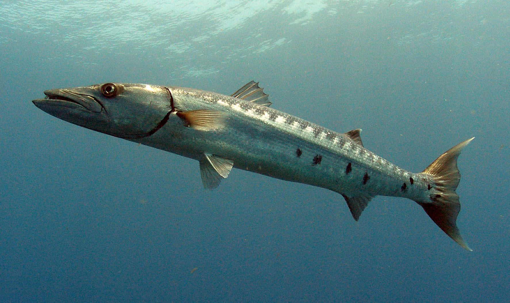 "a Close-up View Of A Stunning Barracuda In Its Natural Underwater Habitat." Wallpaper