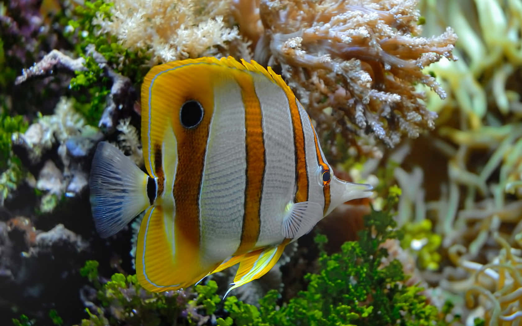 A Close-up View Of A Vibrant Butterflyfish Swimming In The Clear Blue Ocean. Wallpaper