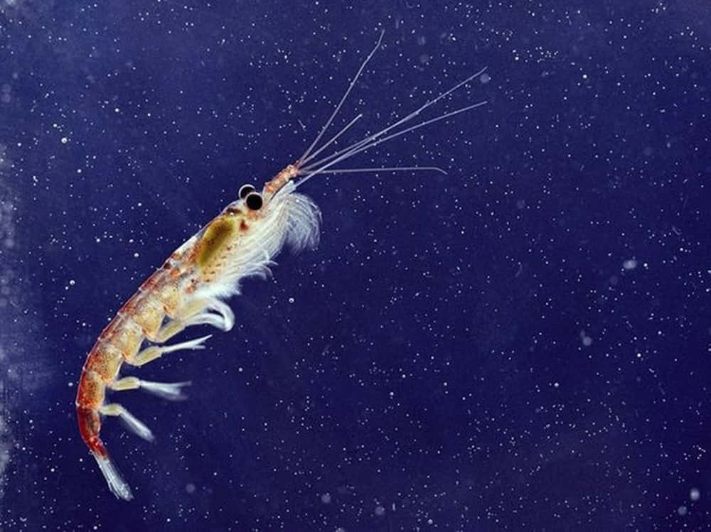 Gros Plan D'un Krill Vibrant Dans Son Habitat Naturel Sous-marin Fond d'écran