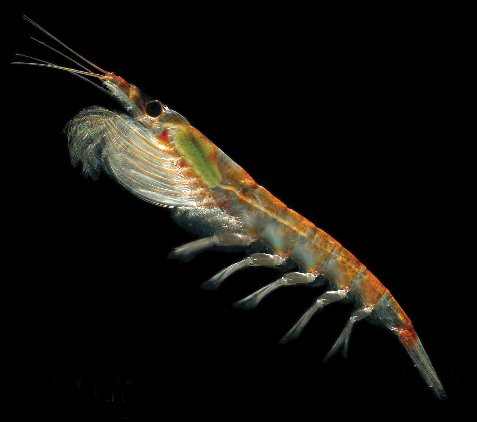 Et Nærbilde Av Blomstrende Krill I Havet Bakgrunnsbildet