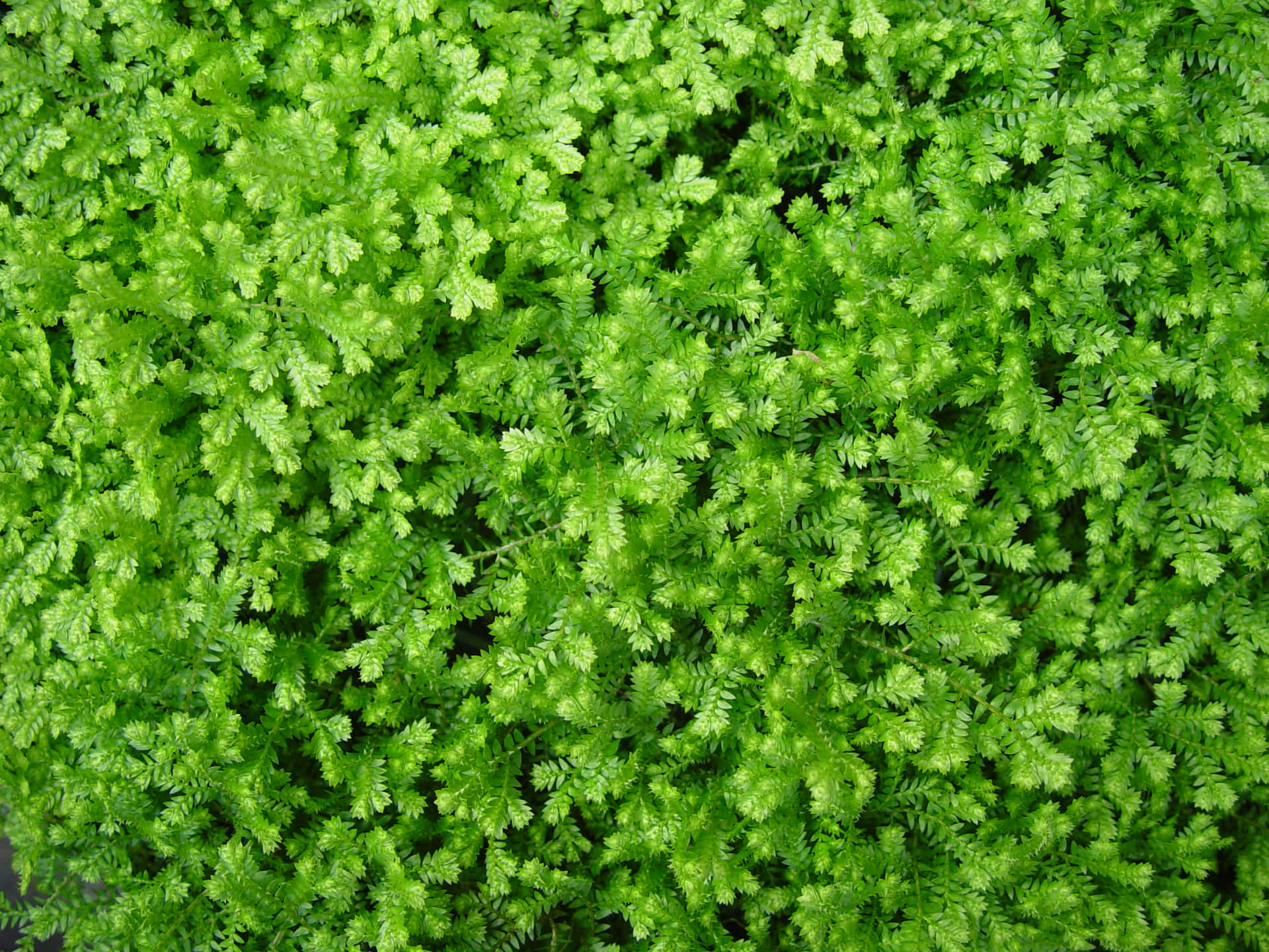 A Close-up View Of Vivid Green Plant Texture Wallpaper