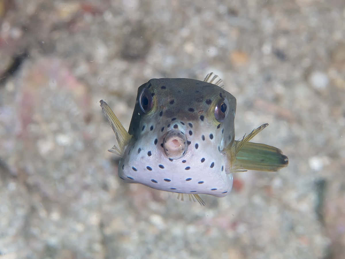 A Colorful Boxfish In The Deep Sea Wallpaper