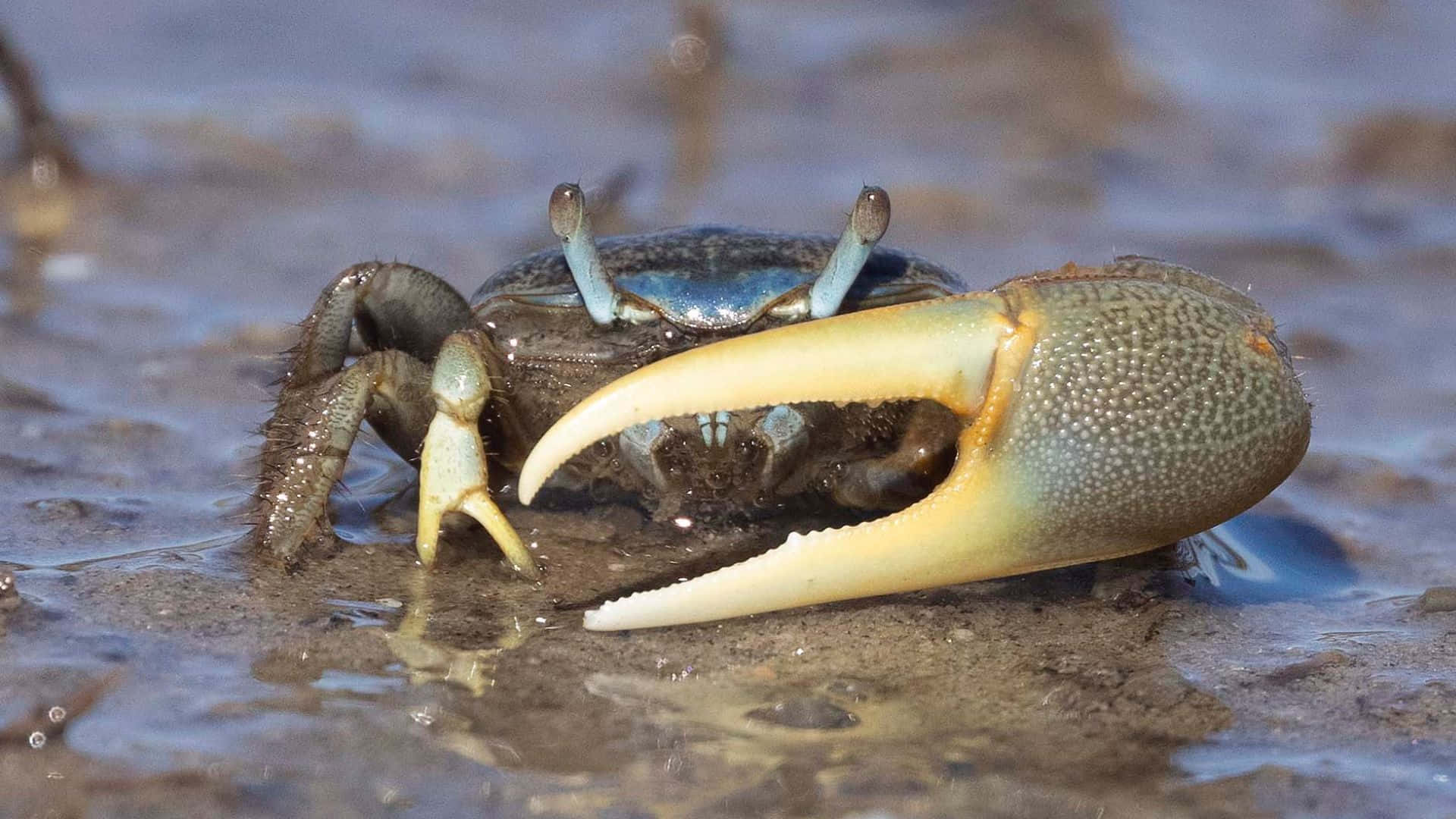 A Colorful Fiddler Crab On The Beach Wallpaper