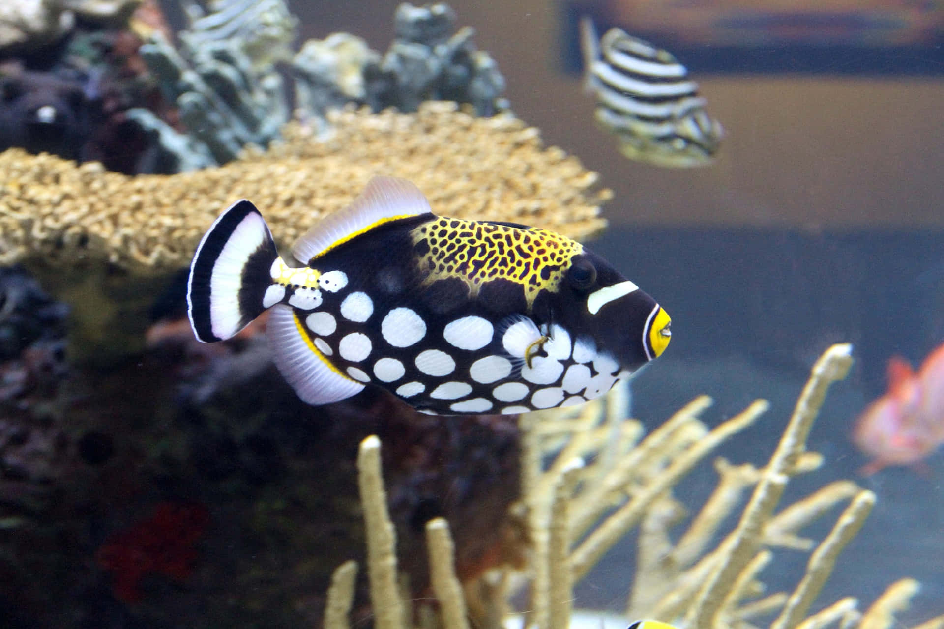 A Colorful Triggerfish Majestically Swimming In The Deep-blue Sea Wallpaper