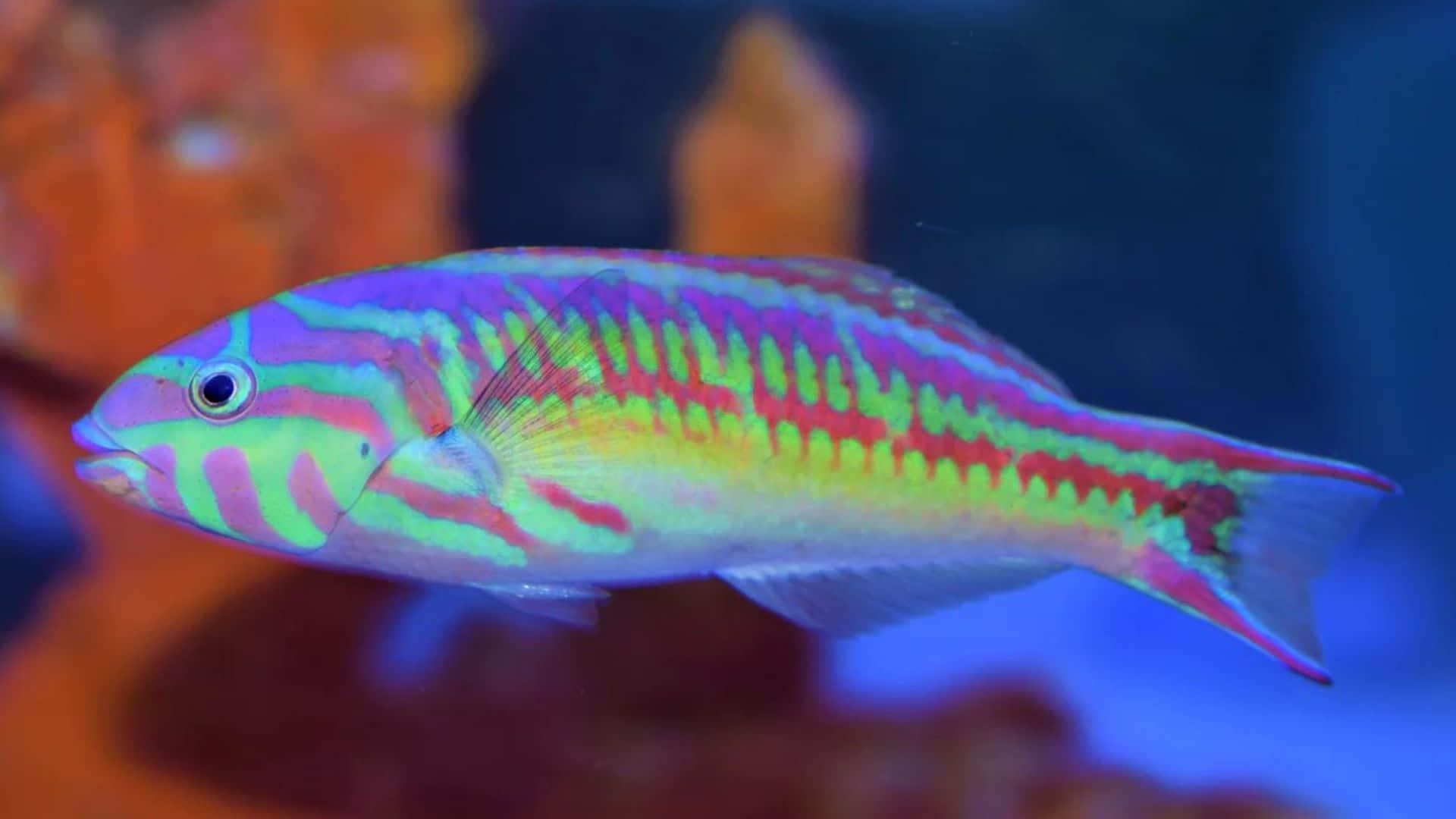 A Colorful Tropical Wrasse Fish Swimming In A Coral Reef Wallpaper