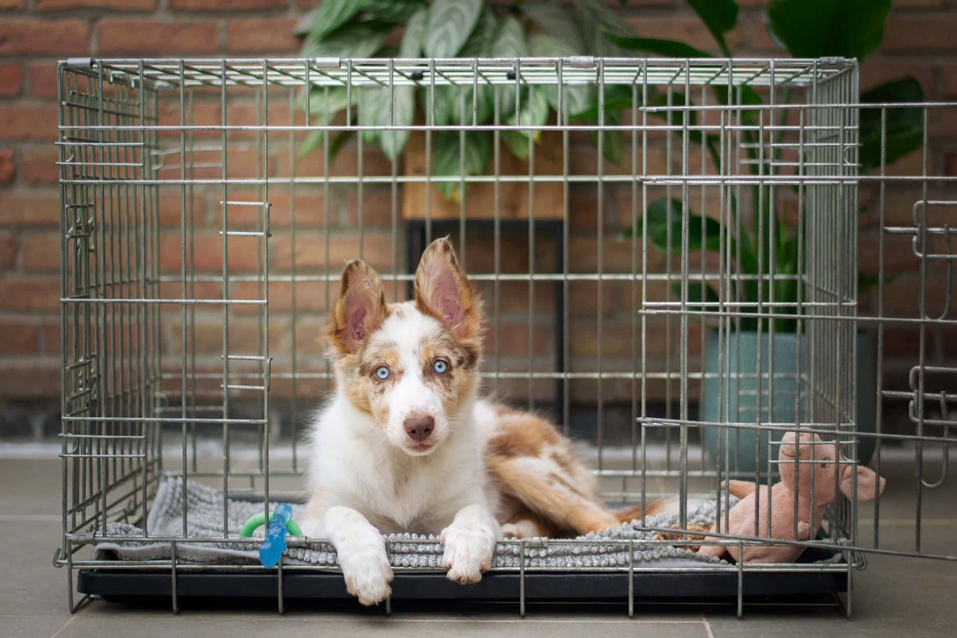 A Comfortable Dog Kennel In A Tranquil Garden Wallpaper