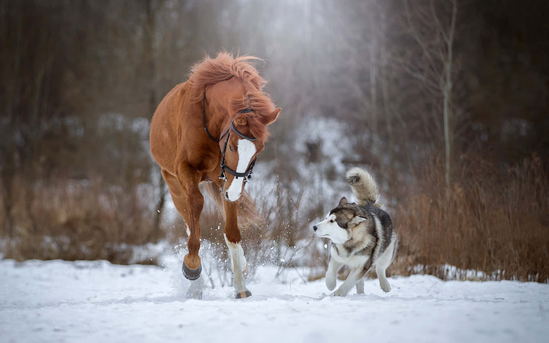 A Compassionate Encounter Between A Horse And A Dog Wallpaper