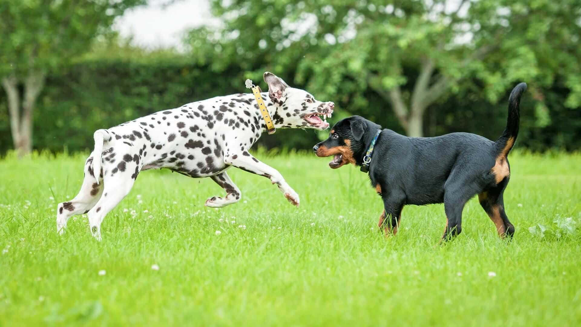 A Confronting View Of A Fearsome Dog Displaying Aggressive Behaviour. Wallpaper