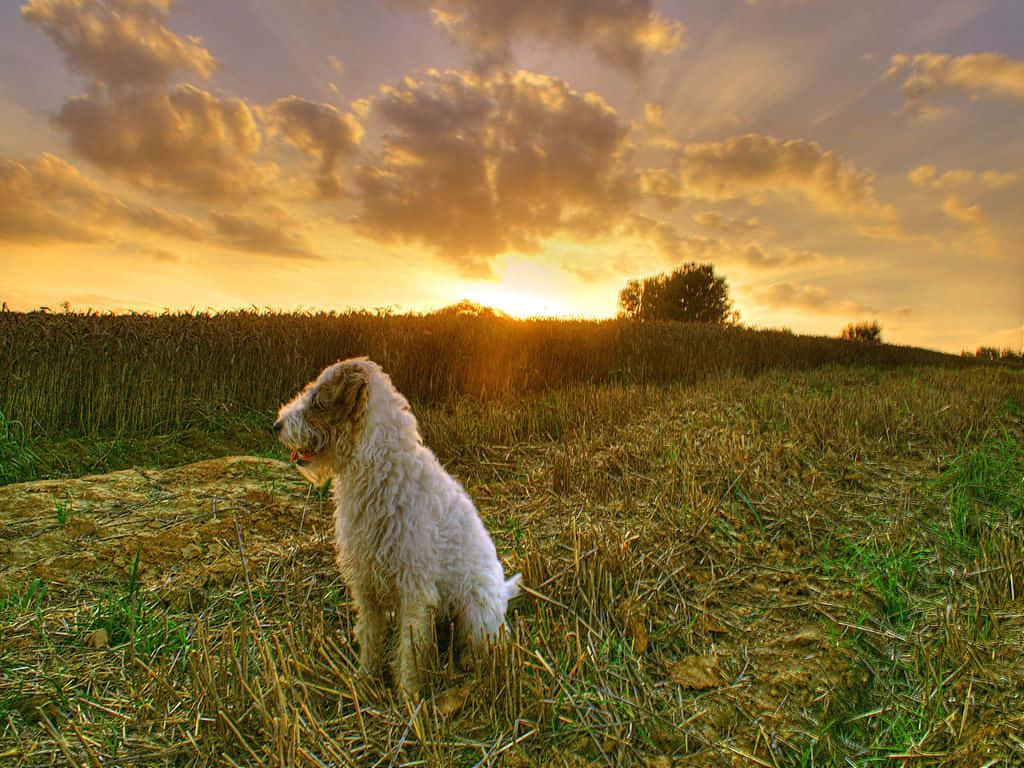 A Country Dog Enjoying The Great Outdoors Wallpaper