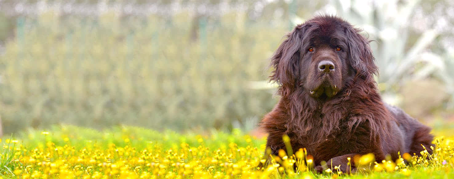 A Curious Country Dog Exploring In The Wild Wallpaper
