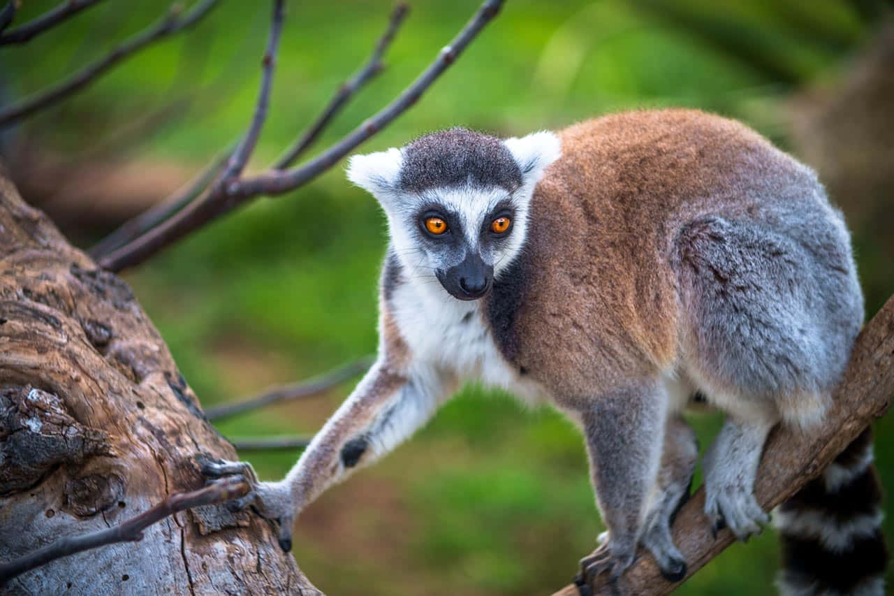 A Curious Lemur Safely Perched On A Branch Wallpaper