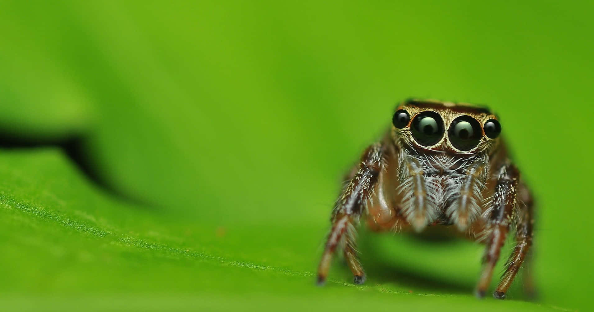 A Cute Insects Spider Wallpaper