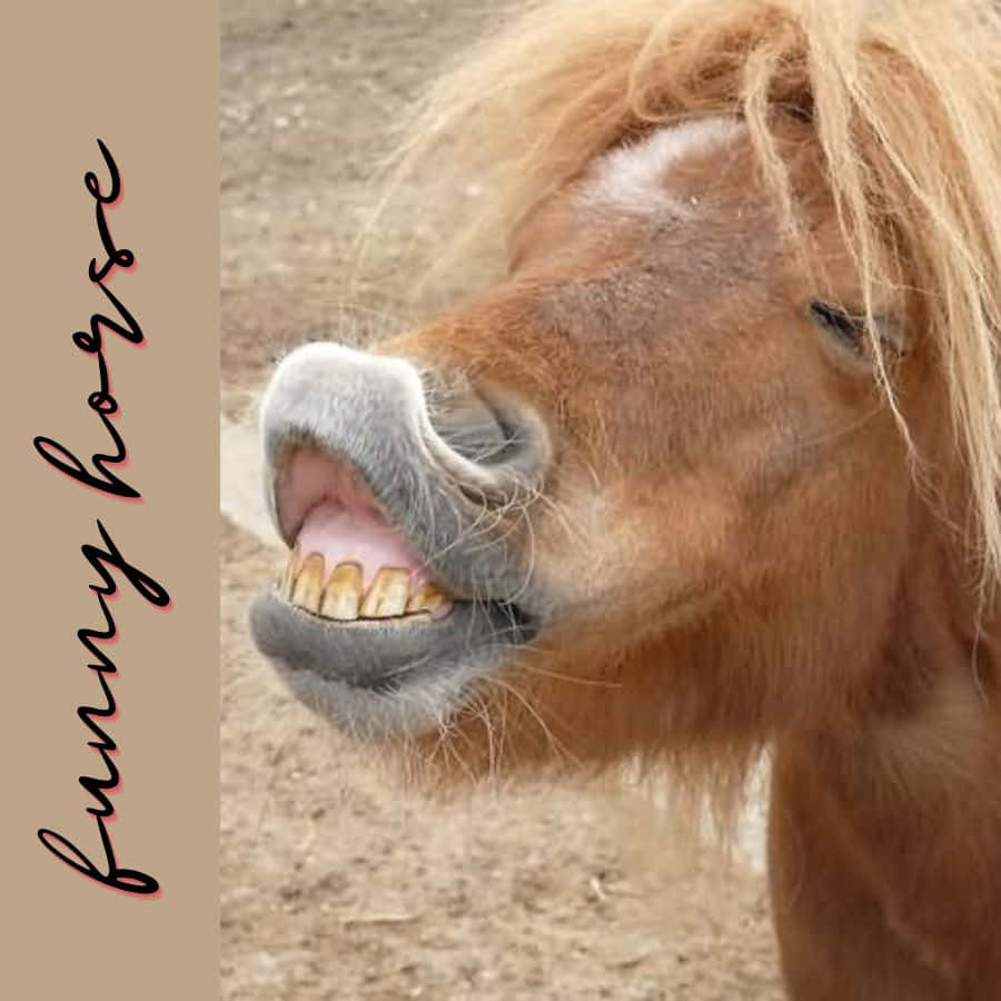 A Day Out In The Field: Funny Horse Expressions Wallpaper