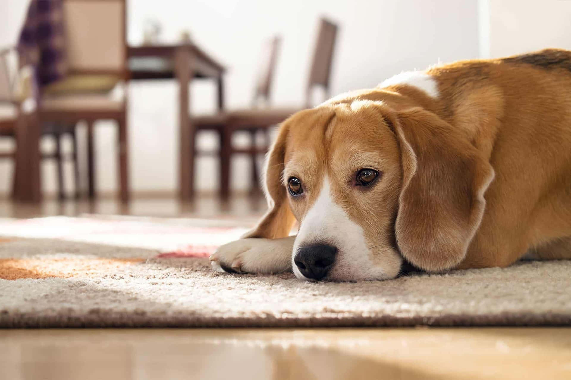 "a Dejected Canine: A Glimpse Into A Sad Dog's Soul" Wallpaper