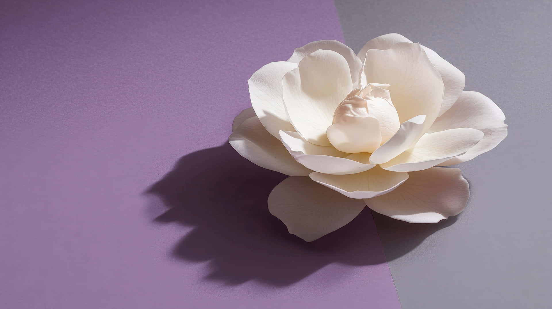 A Delicate White Magnolia Flower Placed On A Two-tone Purple And Gray Background Wallpaper