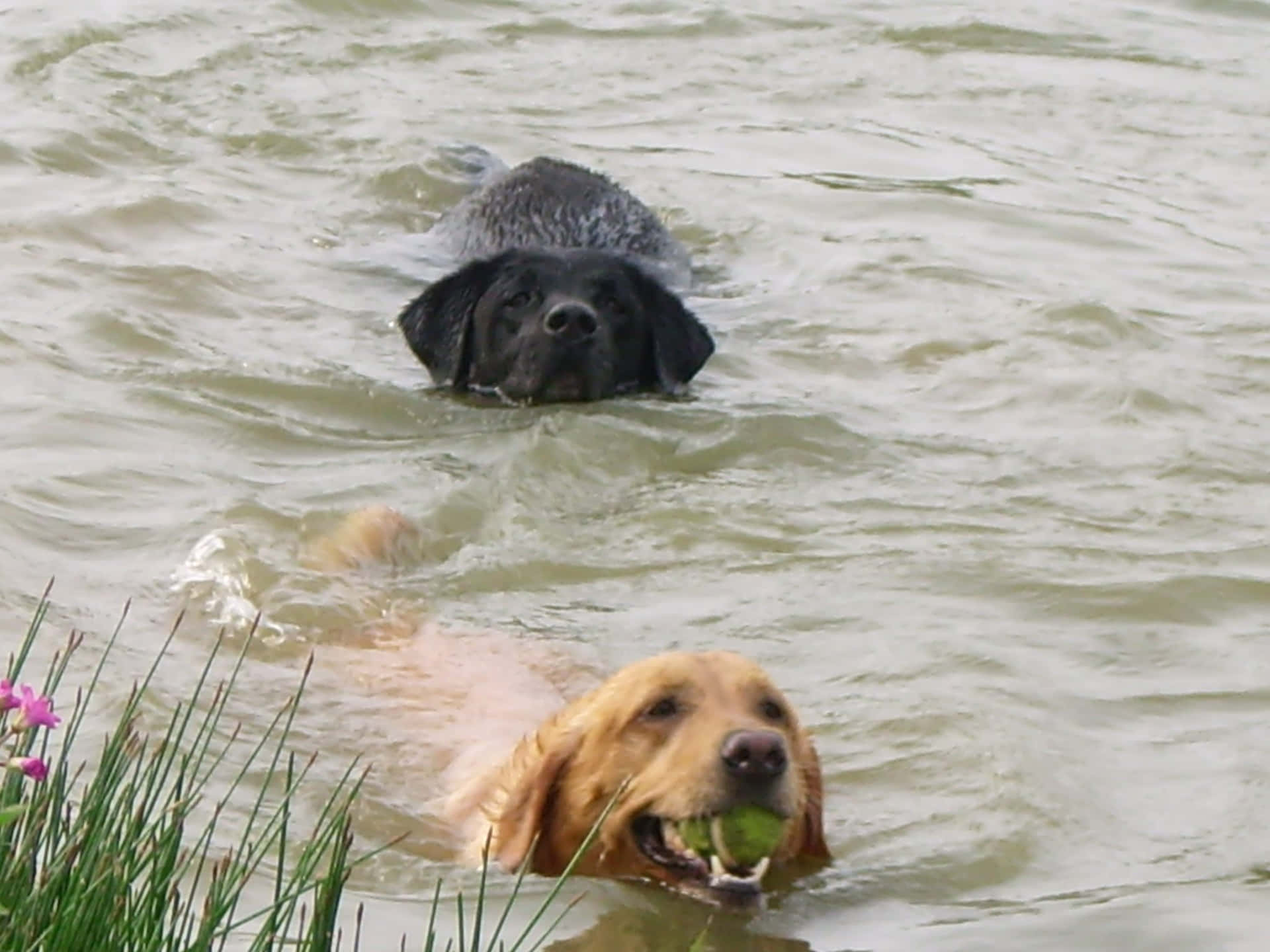 A Delighted Dog Enjoying A Swim In Crystal Clear Waters Wallpaper