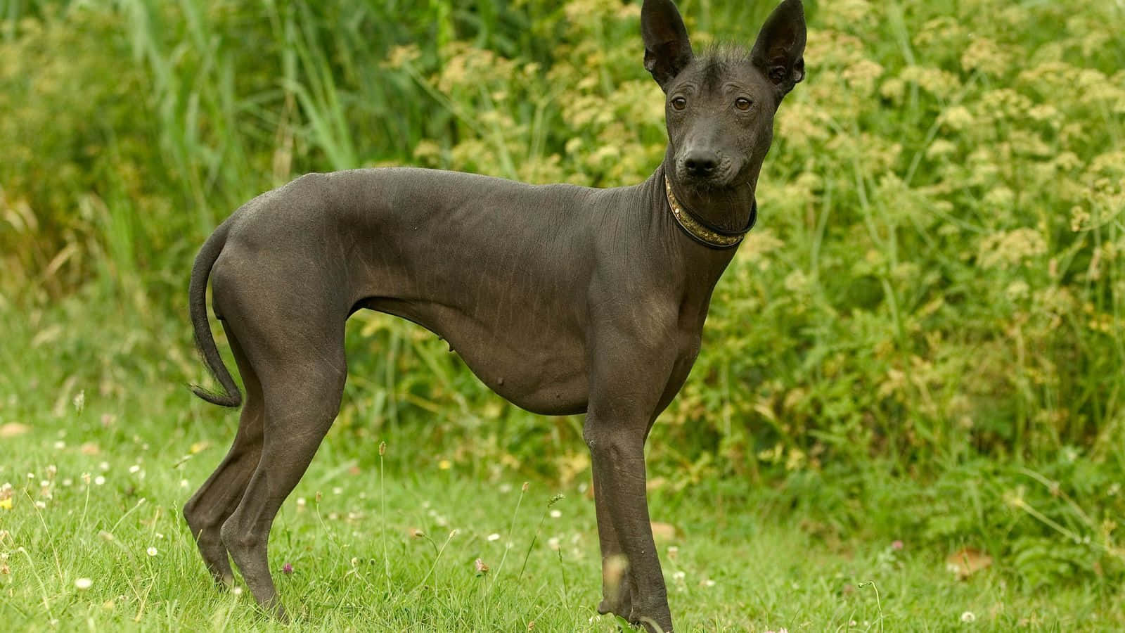 A Delightful Hairless Pooch Wallpaper