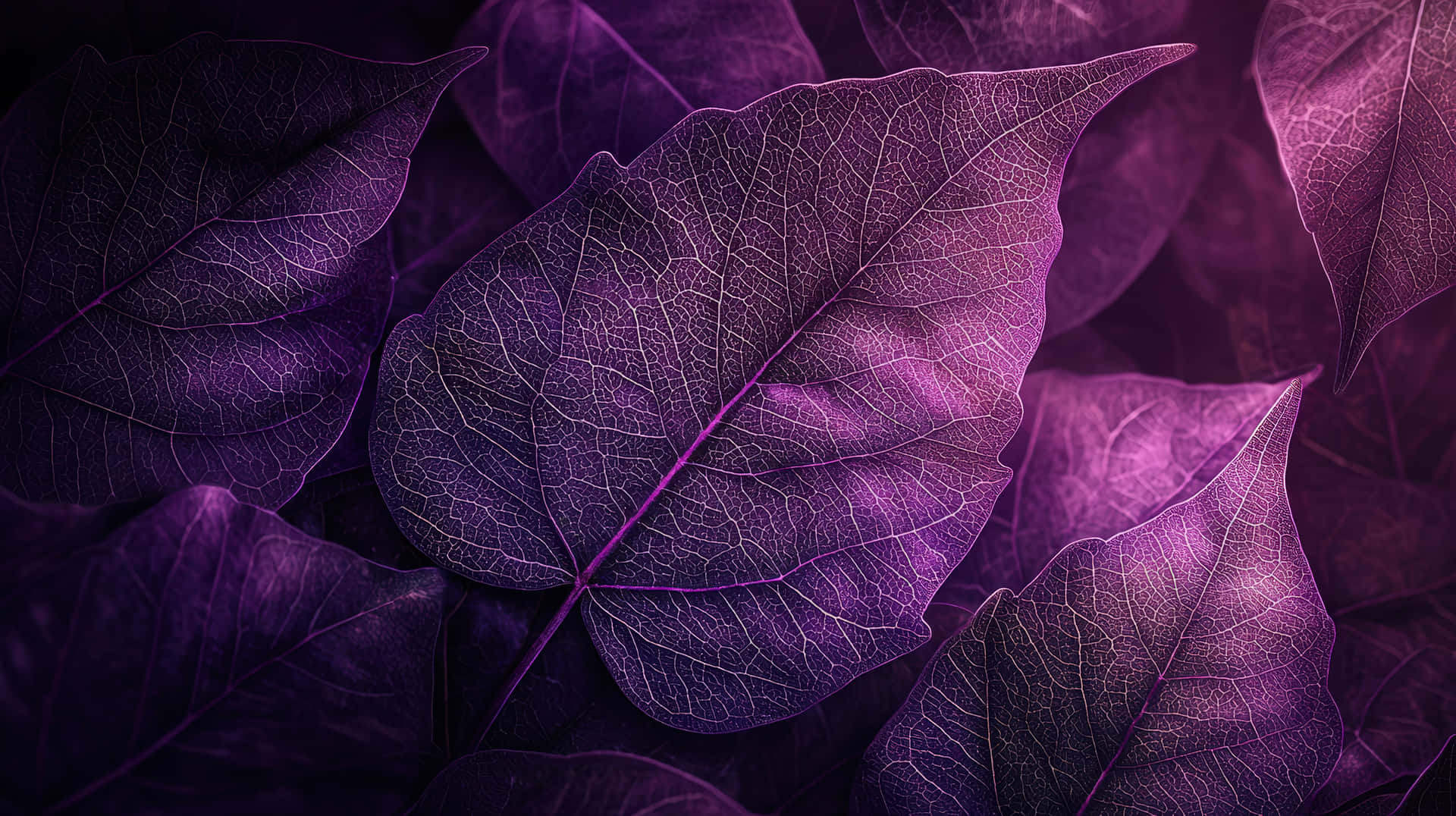 A Detailed Macro Shot Of Vibrant Purple Leaves With Intricate Glowing Veins Wallpaper