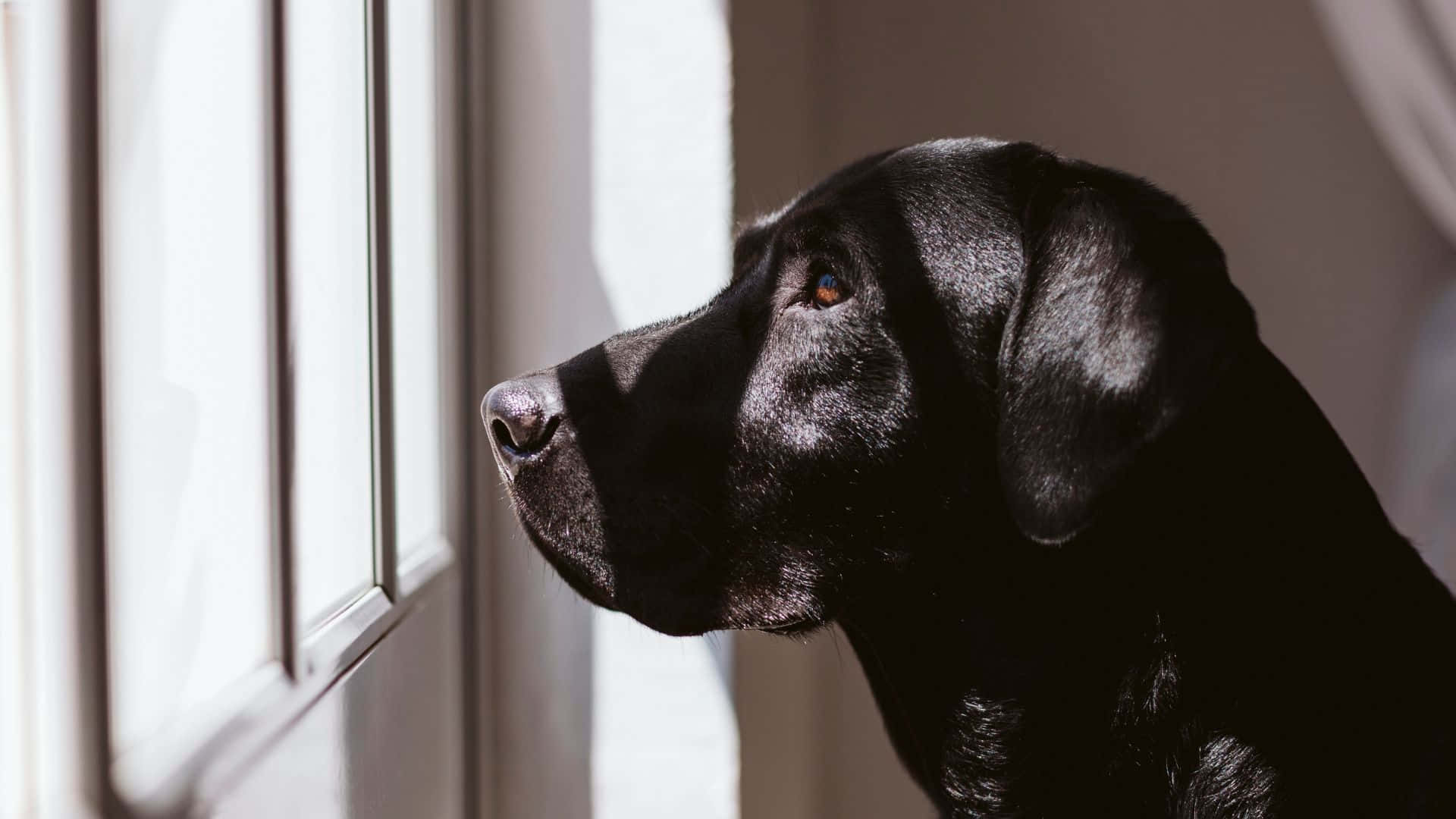 A Devoted Companion: Heartwarming Image Of A Loyal Dog Wallpaper