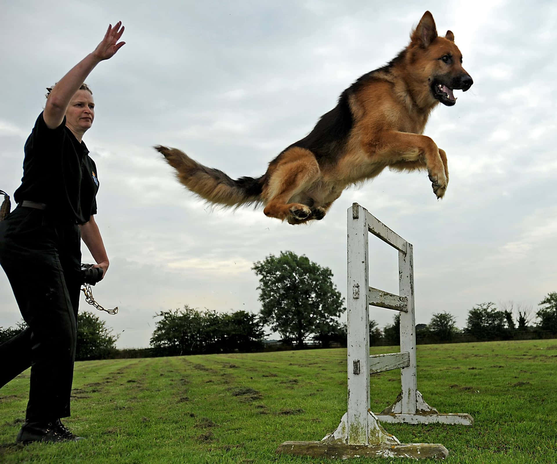 A Diligent Dog Trainer Teaching Commands To A Labrador Retriever In A Park. Wallpaper