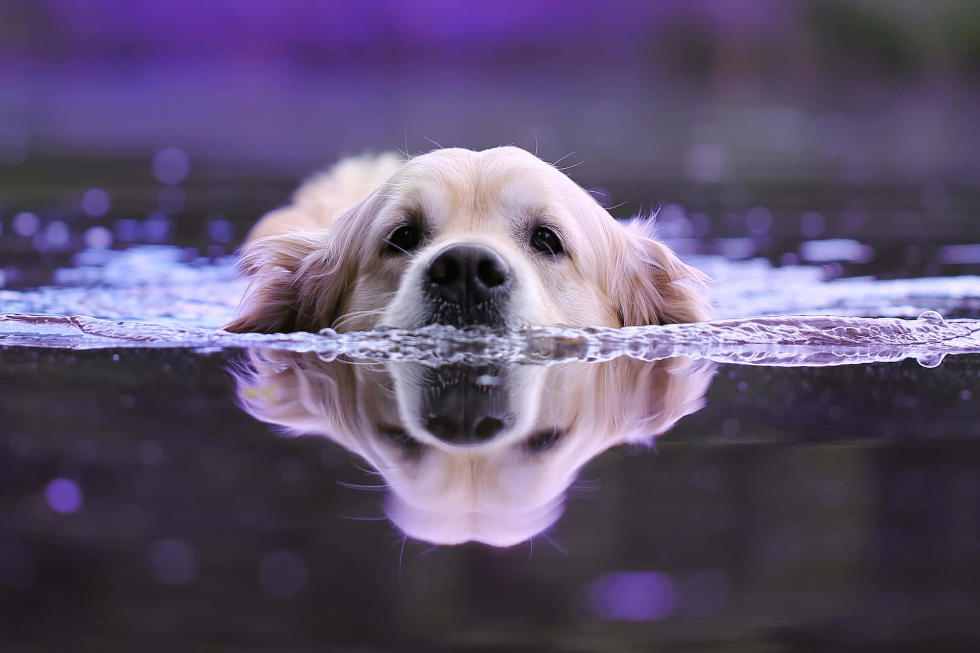 Een Hond Geniet Van Een Zwempartij Achtergrond