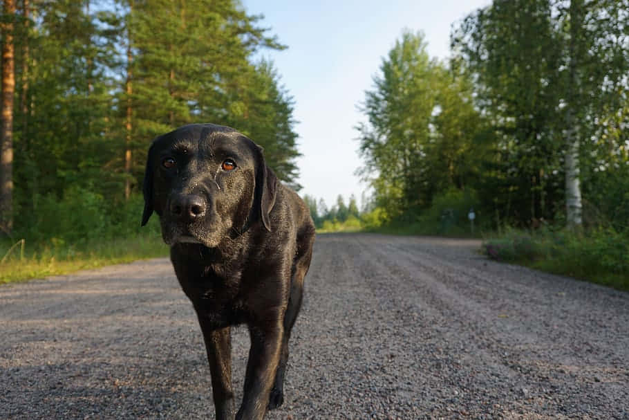 A Dog Joyfully Running In A Beautiful Rural Scenery Wallpaper