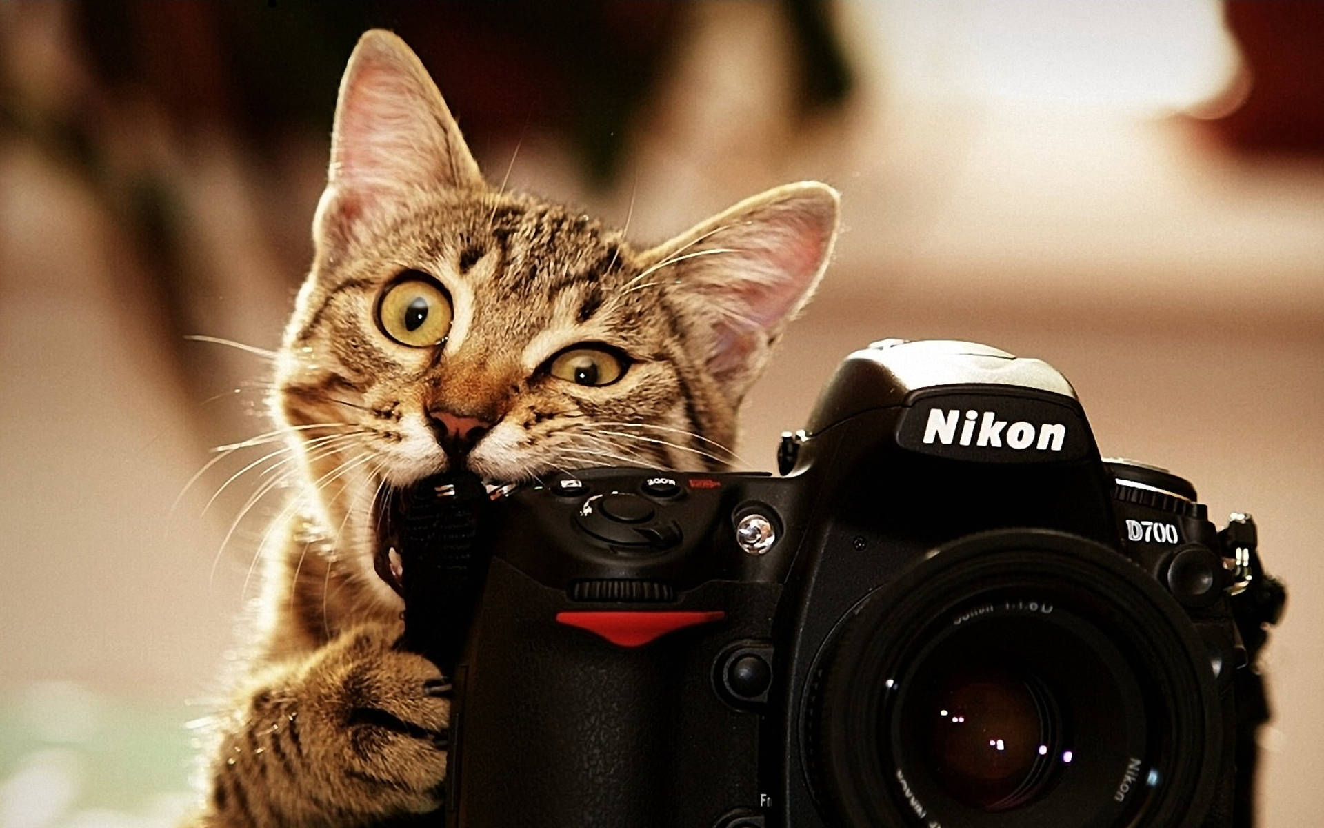 A Dslr Camera And A Cat