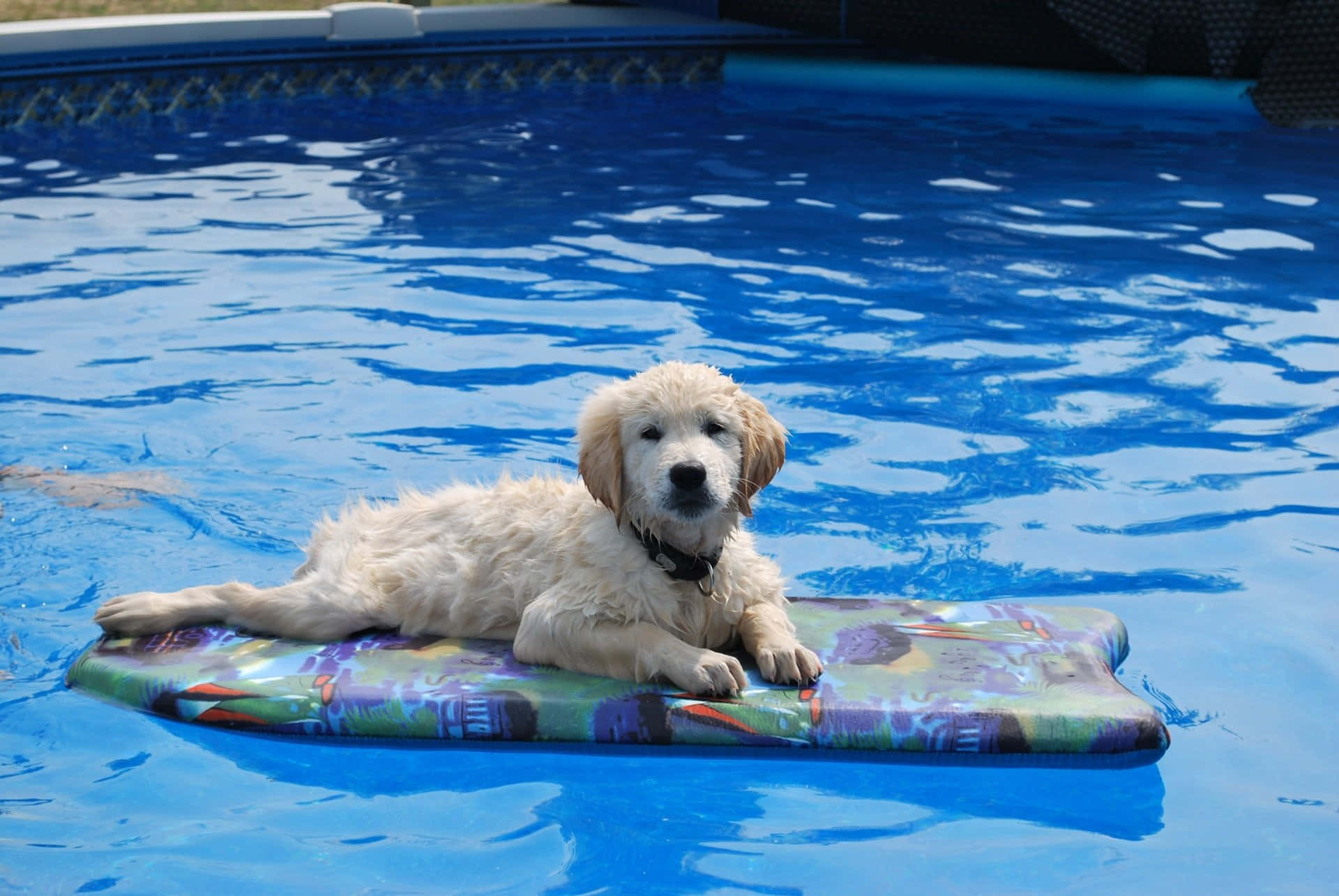 A Dynamic Display Of A Dog Enjoying A Swimming Session Wallpaper