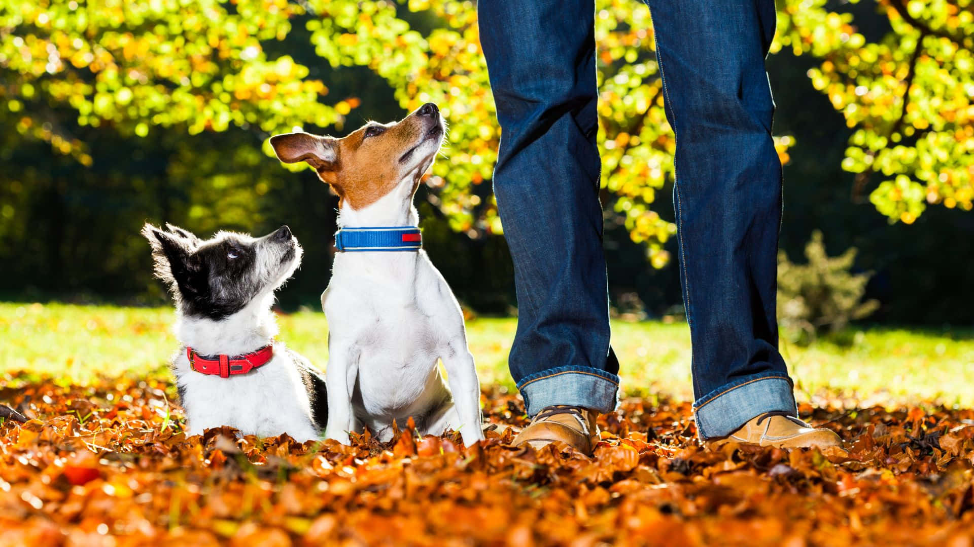 A Faithful Companion: The Loyal Dog Wallpaper