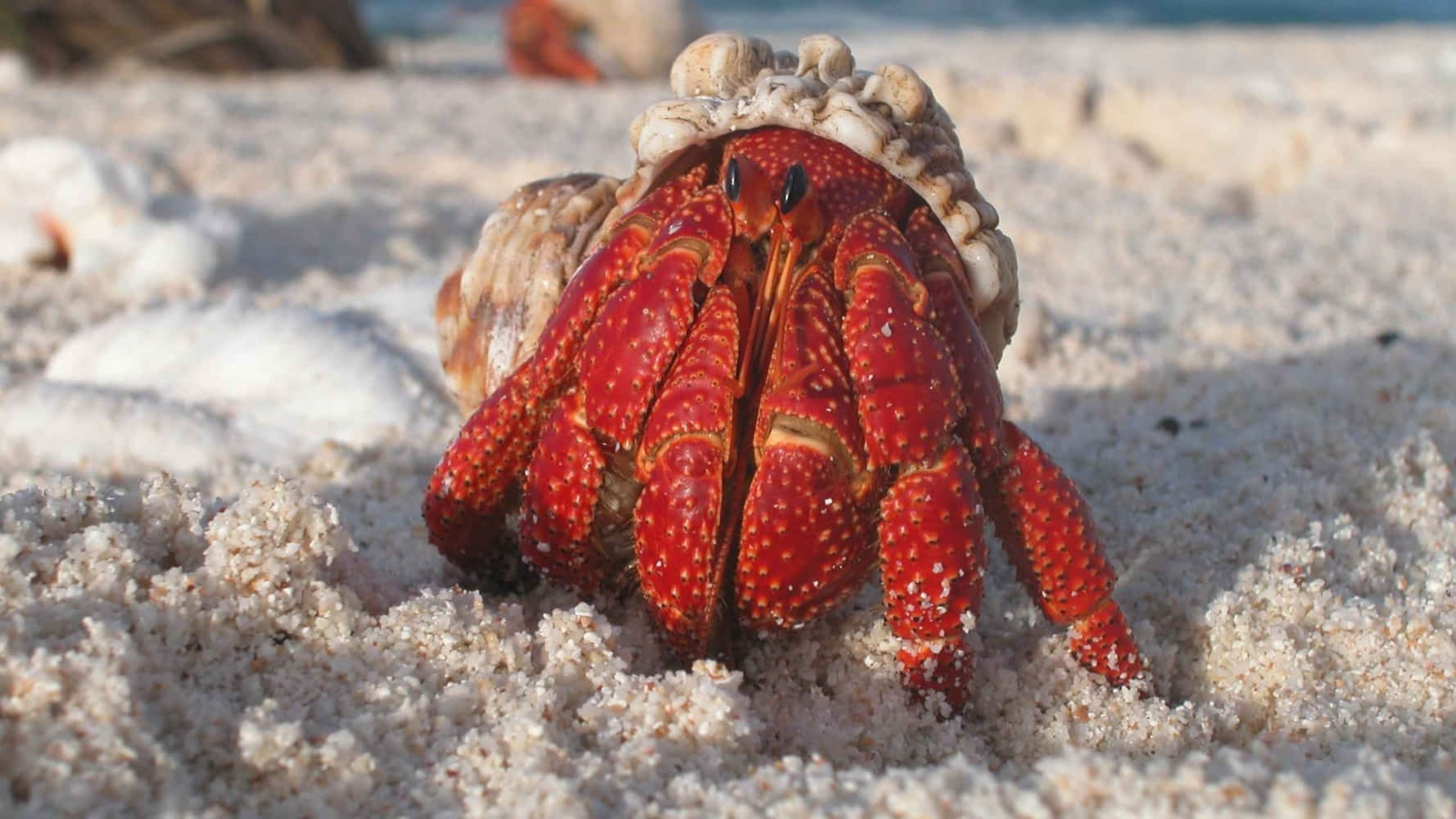 A Fascinating View Of Hermit Crab On The Beach Wallpaper