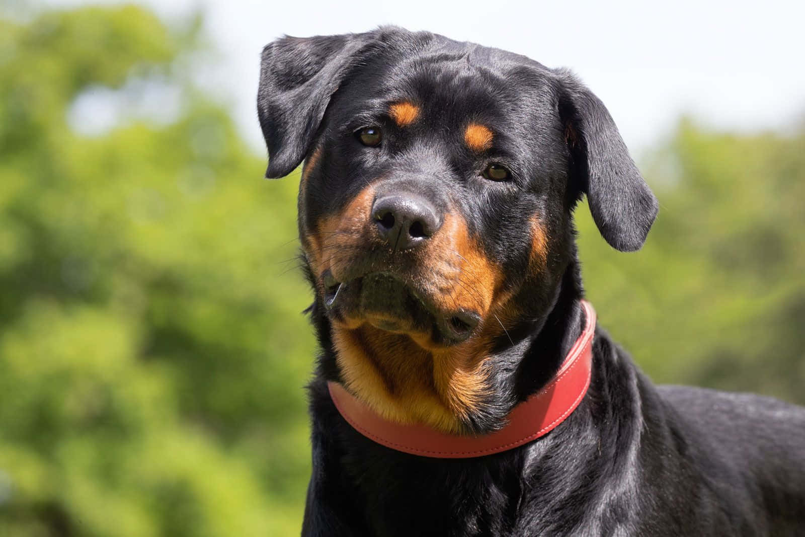 A Fierce Guard Dog On Duty Wallpaper