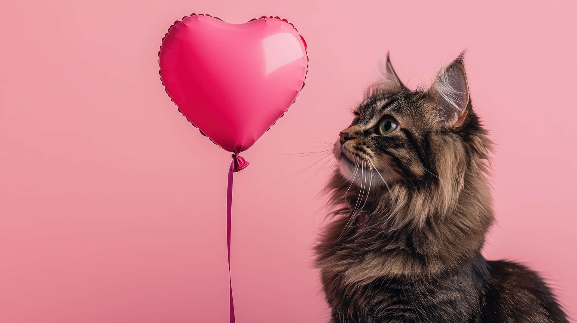A Fluffy Long-haired Cat Curiously Gazing At A Shiny Pink Heart-shaped Balloon Against A Soft Pink Wallpaper