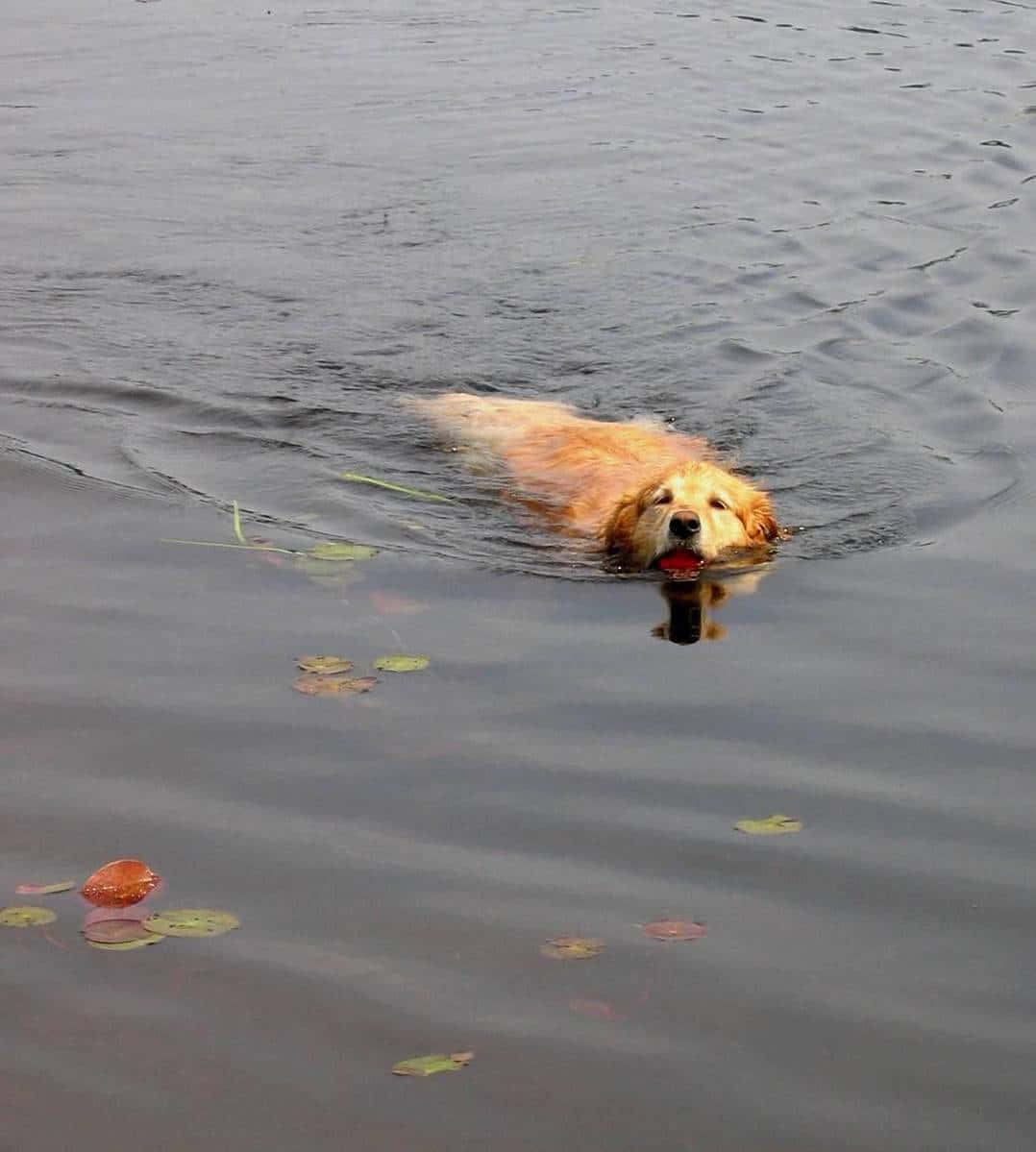 A Frolicking Canine Enjoying A Swim Wallpaper