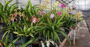 A Garden Of Orchid Flowers Wallpaper
